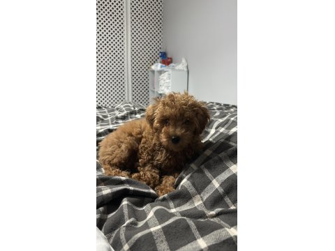 Toy Poodle 2,5 - 3 Aylık