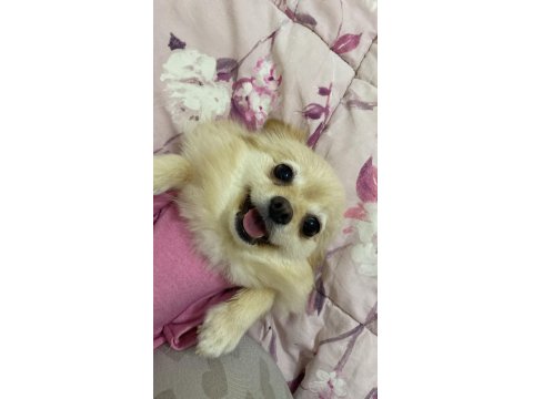 Eğitimli Pomeranian