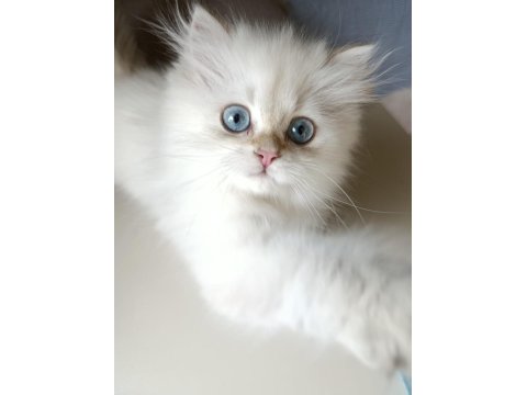 British Longhair Kedilerimiz