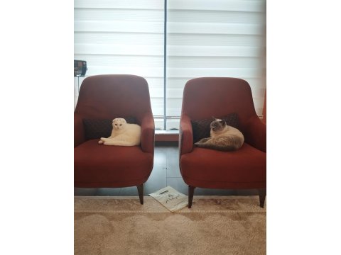 British Blue Point Ve Scottish Fold