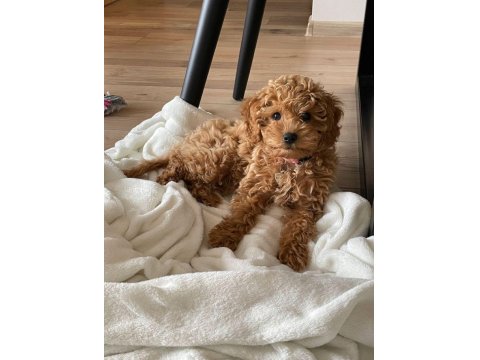 Muazzam Poodle Yani Daha Ne Denir Ki