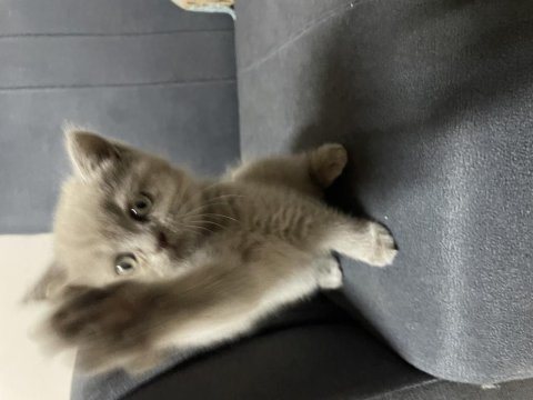2 Aylık British Shorthair Kedilerimiz Yuva Arıyor