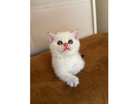 Safkan British Shorthair Golden Point Yavrular