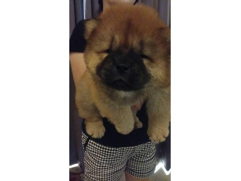 Chow Chow (Çin Aslanı) Yavrular
