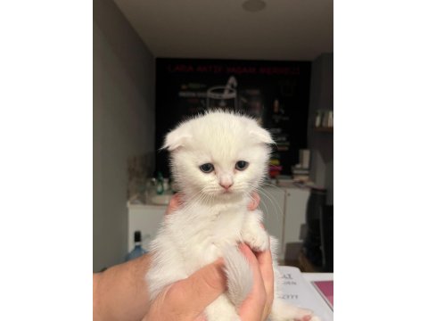 Böyle Scottish Fold Güzeli Daha Önce Görülmedi