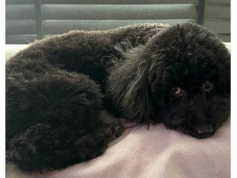 Safkan Toy Poodle Aşıları Tam Sahiplendirilecek