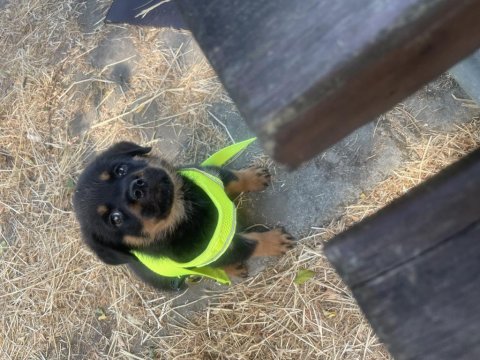 Rottweiler Yavru Erkek