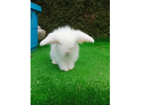 Beyaz Hollanda Teddy Lop Tavşan Yavrularımız