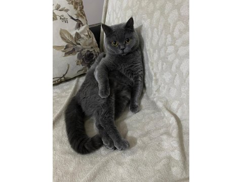 Çok Sevecen British Shorthair Uysal Ev Kedisi