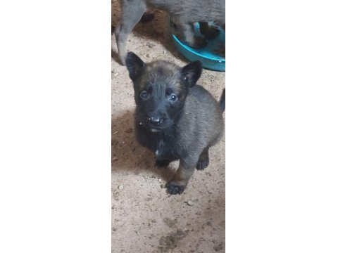 Teslime Hazır Belçika Kurdu (Malinois) Yavruları