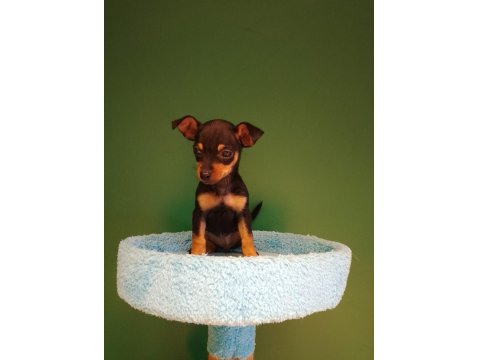 Sevgililer Gününe Özel Mini Pinscher Bebeklerimiz