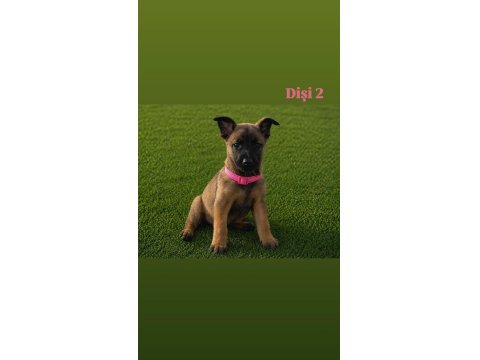 Şampiyon Malinois Yavruları Sağlık Ve Irk Garantili