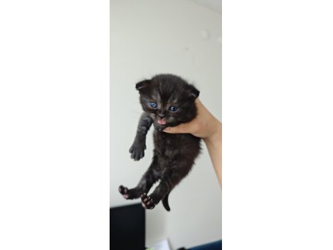 Scottish Blue Point Chocolate Point Yavruları