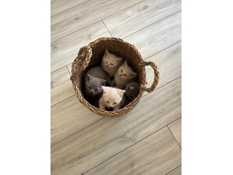 British Shorthair Yavru Kediler Ücretli Olarak Sahiplendirilecektir