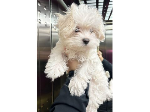 3.5 Aylık Dişi Maltese