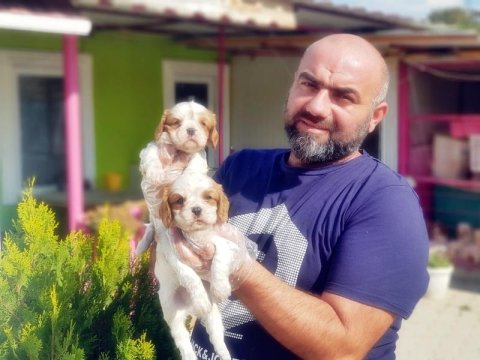 Cavalier King Charles Yavru