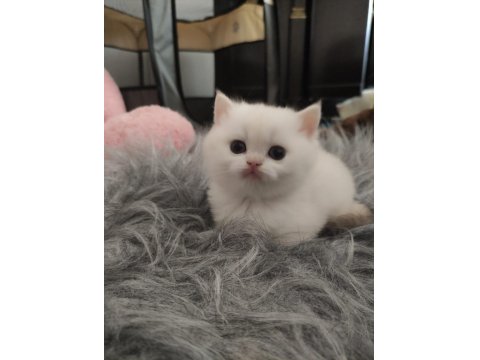 Golden Point Safkan British Shorthair Bebekler