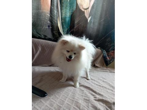 1 Yaşında Erkek Pomeranian, Dişi İle Takas Olur