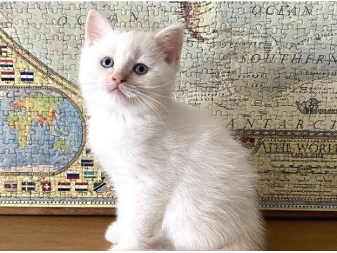 40 Günlük British Shorthair Yavruları Kar Beyaz Masmavi Gözler