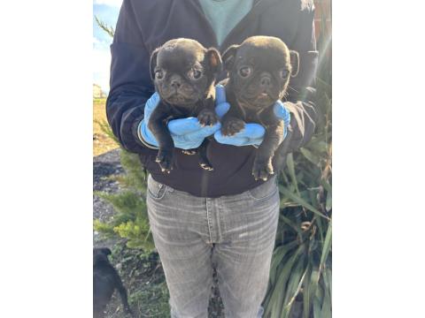 45 Günlük Siyah Pug Mops