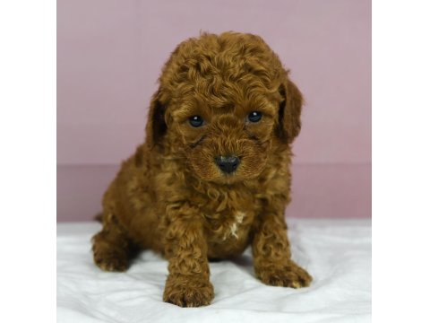 Mini Boy Red Toy Poodle Bebeğim