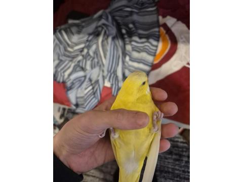 Full Evcil Mükemmel Muhabbet Kuşu