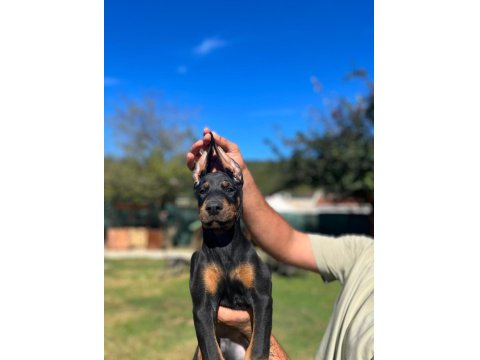 King Doberman Bebekler