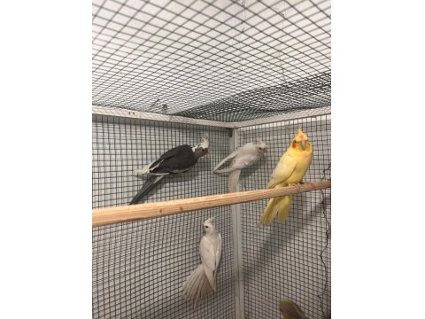 Eylül Ayından Haziran Ayına Kadar Her Türlü Sultan Yavru Mevcuttur