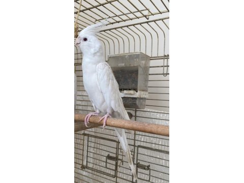 Dişi Jumbo Sultan Papağanı Albino