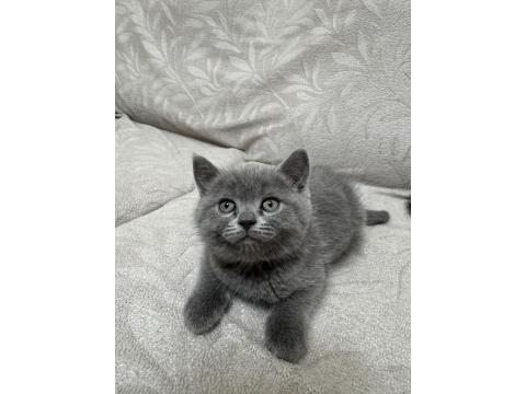 2 Aylık British Shorthair Yavrular