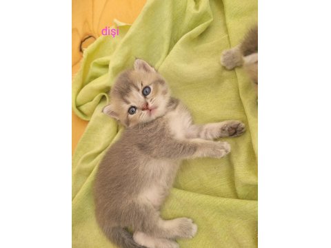 Çok Tatlış British Shorthair Yavrular Rezerveye Açık