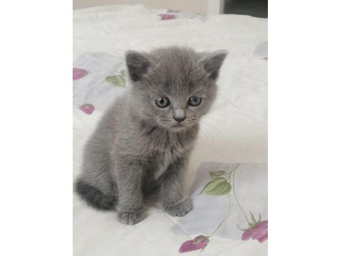 British Shorthair Ve Scottish Yavruları