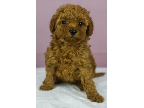 Red Brown Toy Poodle Bebeklerim