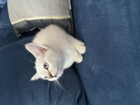 Ücretli Sahiplendirme Kedimiz