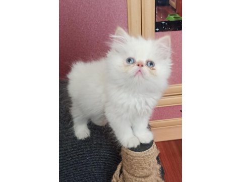 Teslime Hazır 50 Günlük Erkek Chinchilla Yavrular