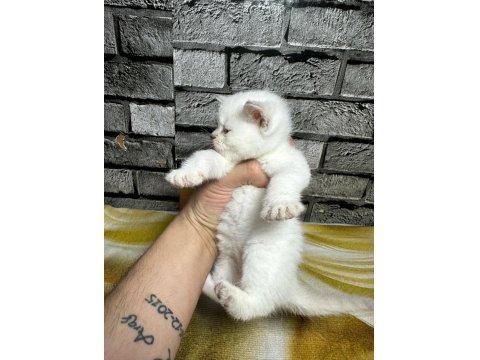 British Shorthair Dişi Bluepoint