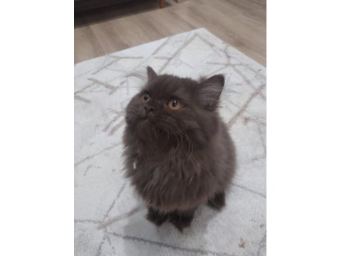 Çikolata Uzun Tüy Çok Özel Bir Yavru British Longhair