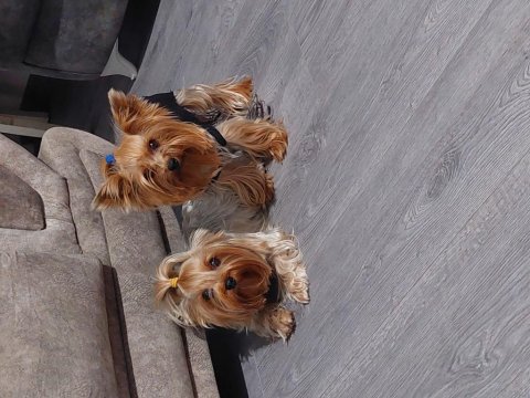 Saf Kan Orjinal Yorkshire Terrier Yavrular