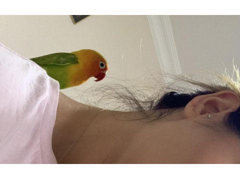 Cennet Sevda Papağanı