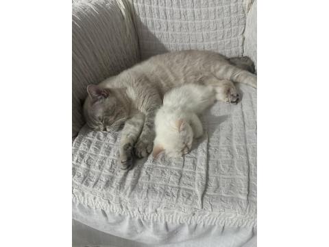 Minik Erkek British Shorthair Uygun