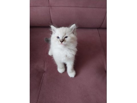 45 Günlük Orjinal Ragdoll Yavruları