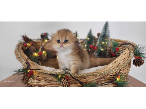 Hatay British Longhair Yavrular