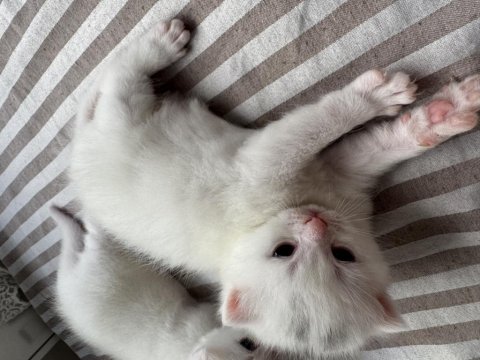19.04.2025 Doğumlu Scottish Fold Yavrular