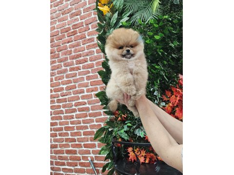 Pomeranian Boo Yavru Köpekler