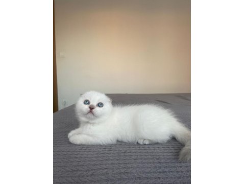 Güzeller Güzeli Scottish Fold Kedimiz Yeni Yuvasına Gitmeyi Bekliyor