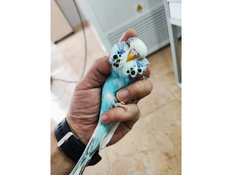 Mutasyon Vasıflı Show Jumbo Yavrular