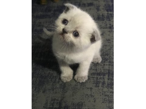 Safkan British Shorthair Yavrularım Yeni Yuva Arıyor