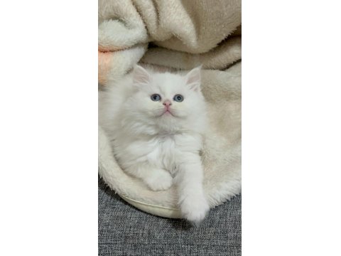 Pofuduk Surat British Longhair