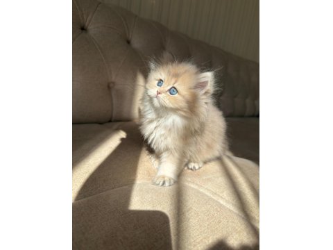 Sevmeye Doyamayacağınız O Bebek Kedimiz