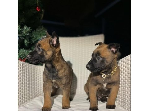 K9 Irkı Polis Köpeği Yavrular